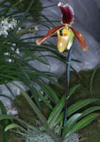 Paphiopedilum Entente Cordiale 090308 (217)