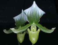 Paphiopedilum Maudiae 100308 (152)