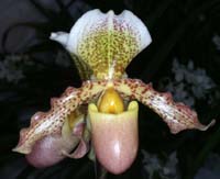 Paphiopedilum Miss Louisa Fowlie 090308 (209)