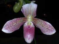 Paphiopedilum Nuage Rose 100308 (165)