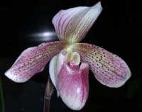 Paphiopedilum Nuage Rose 100308 (166)