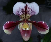 Paphiopedilum Salvador 090308 (206)