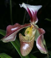 Paphiopedilum Simplicite 090308 (213)