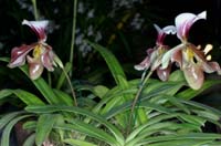 Paphiopedilum Simplicite 090308 (214)