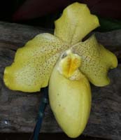 Paphiopedilum concolor x armeniacum 090308 (95)