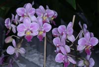 Phalaenopsis hyb 090308 (194)