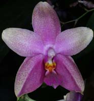 Phalaenopsis hyb 090308 (196)