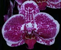 Phalaenopsis hyb 090308 (197)