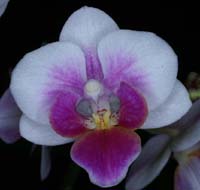 Phalaenopsis hyb 090308 (198)