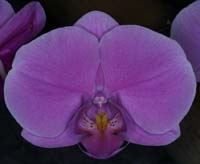 Phalaenopsis hyb 090308 (199)