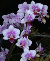 Phalaenopsis hyb 090308 (331)