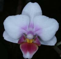 Phalaenopsis hyb 100308 (127)