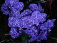 Vanda hyb 100308 (110)