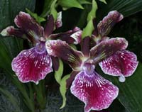 Zygopetalum hyb 090308 (248)