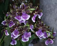 Zygopetalum hyb 100308 (144)