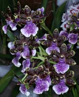 Zygopetalum hyb 100308 (145)