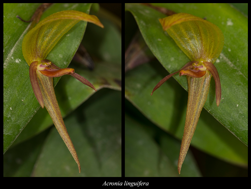 Acronia linguifera