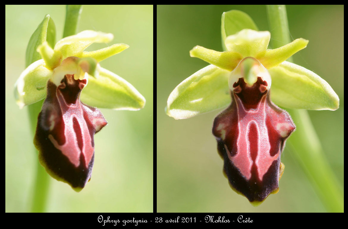 Ophrys gortynia (Baumann & Kunkele) Paulus