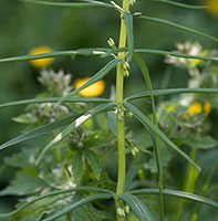 Polygonatum