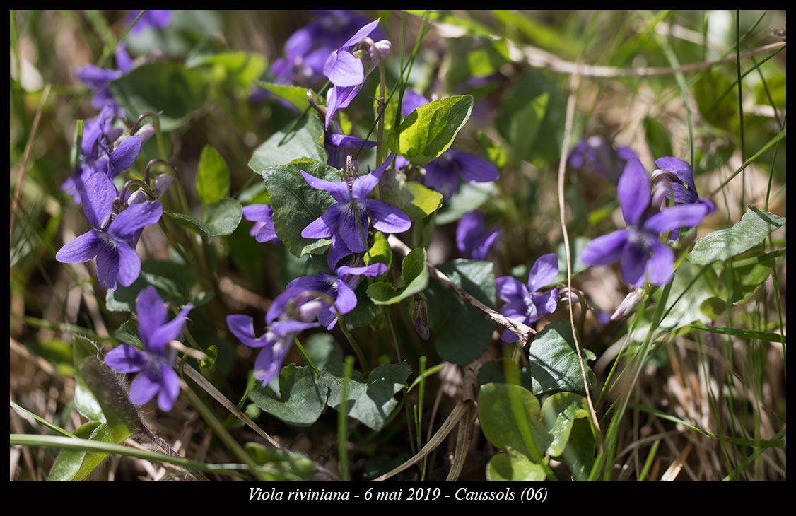 Viola riviniana