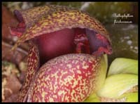 Bulbophyllum-fletcherianum2