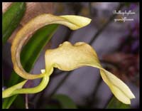 Bulbophyllum-grandiflorum