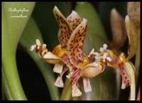 Bulbophyllum-monanthum3