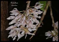 Dendrobium-chameleon2