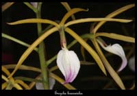 Encyclia-brassavolae