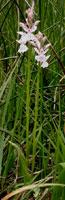 Dactylorhiza maculata x incarnata