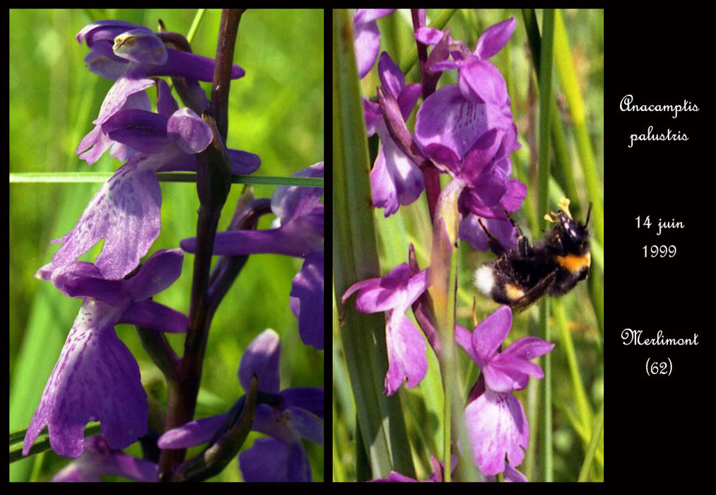 88 Anacamptis-palustris9