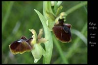 1 Ophrys aranifera2r