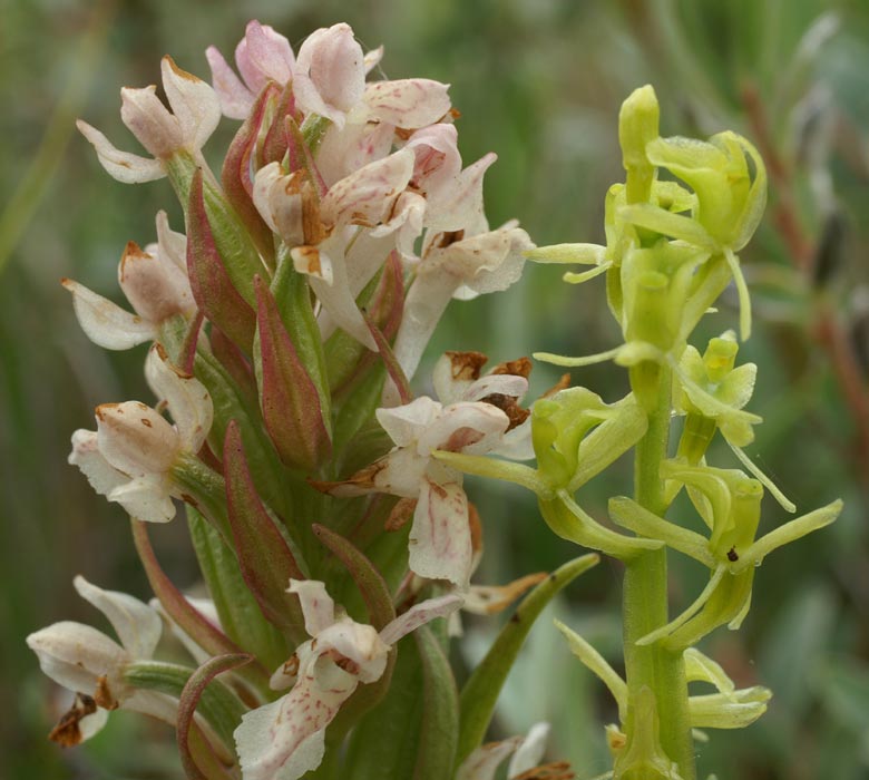 avec Dactylorhiza incarnata