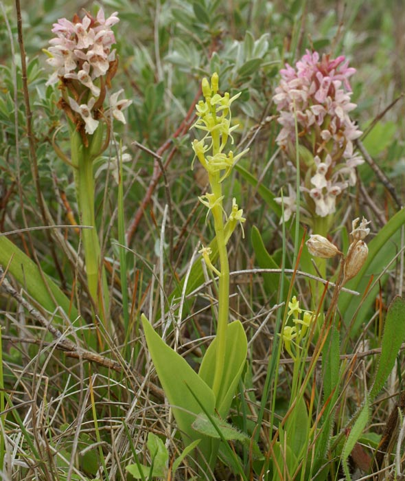 avec Dactylorhiza incarnata