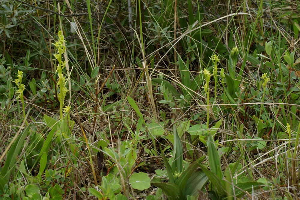 avec Epipactis palustris