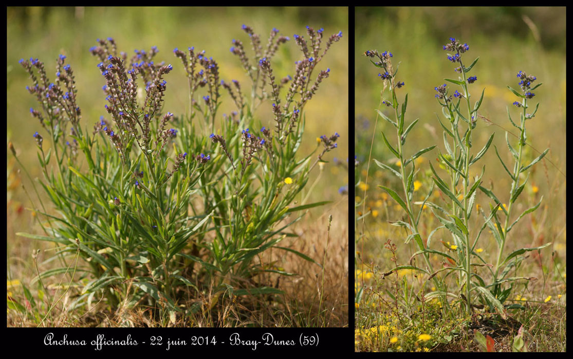 Anchusa-officinalis14