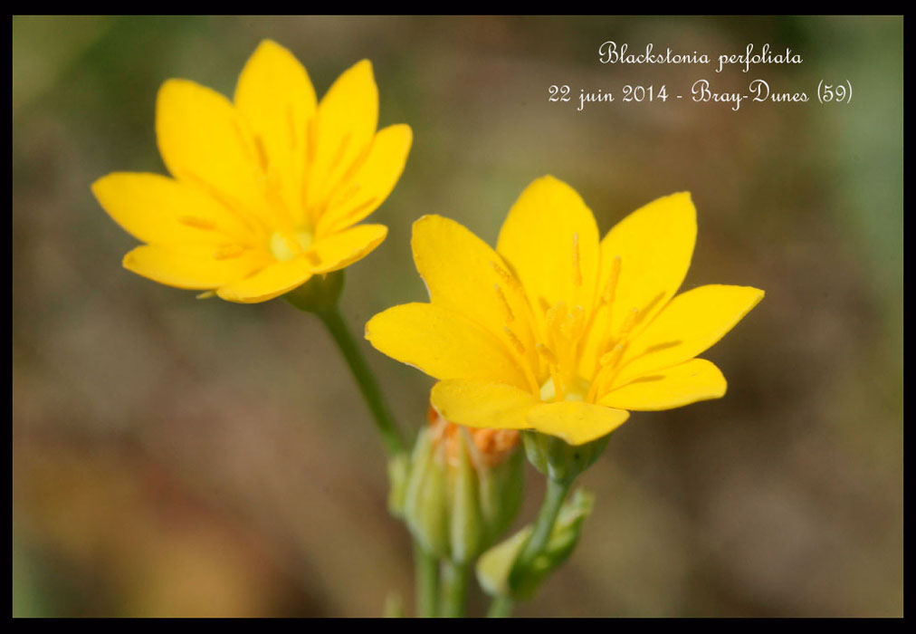 Blackstonia-perfoliata