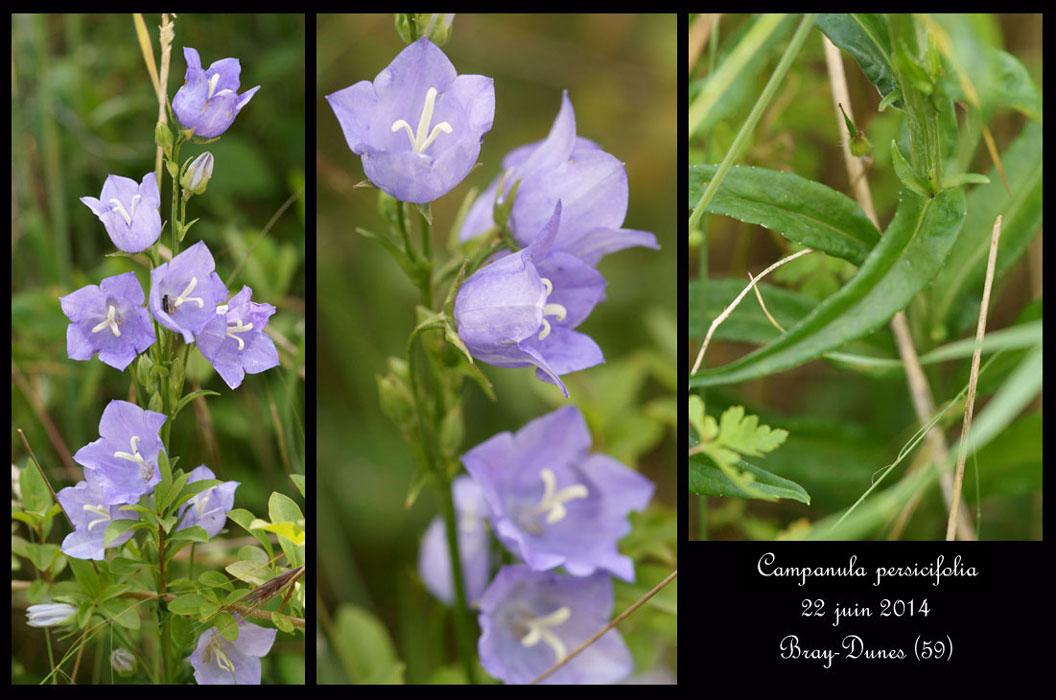 Campanula-persicifolia14