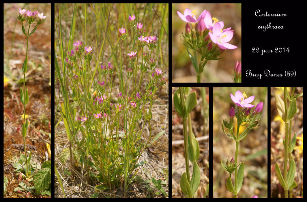 Centaurium-erythraea14