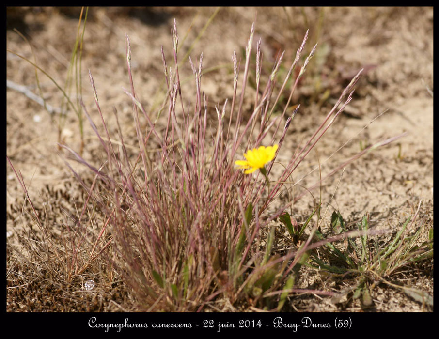 Corynephorus-canescens2