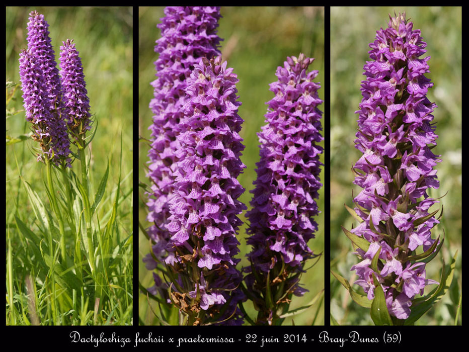 Dactylorhiza-fuchsii-x-praetermissa14