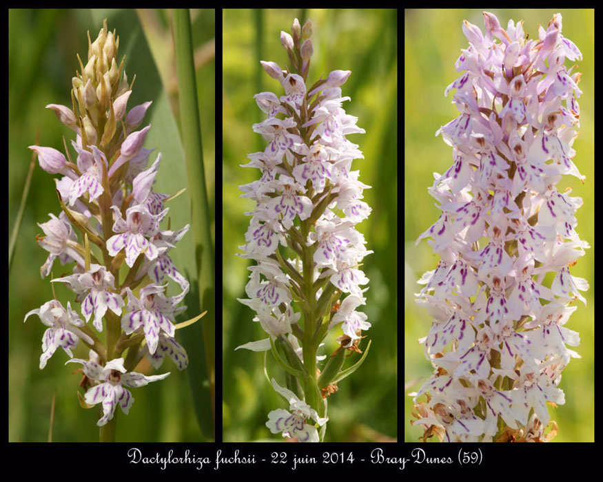 Dactylorhiza-fuchsii15