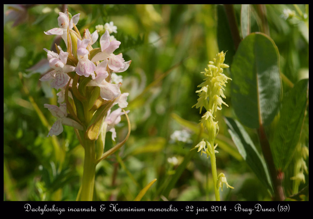 Dactylorhiza-incarnata-&-Herminium-monorchis