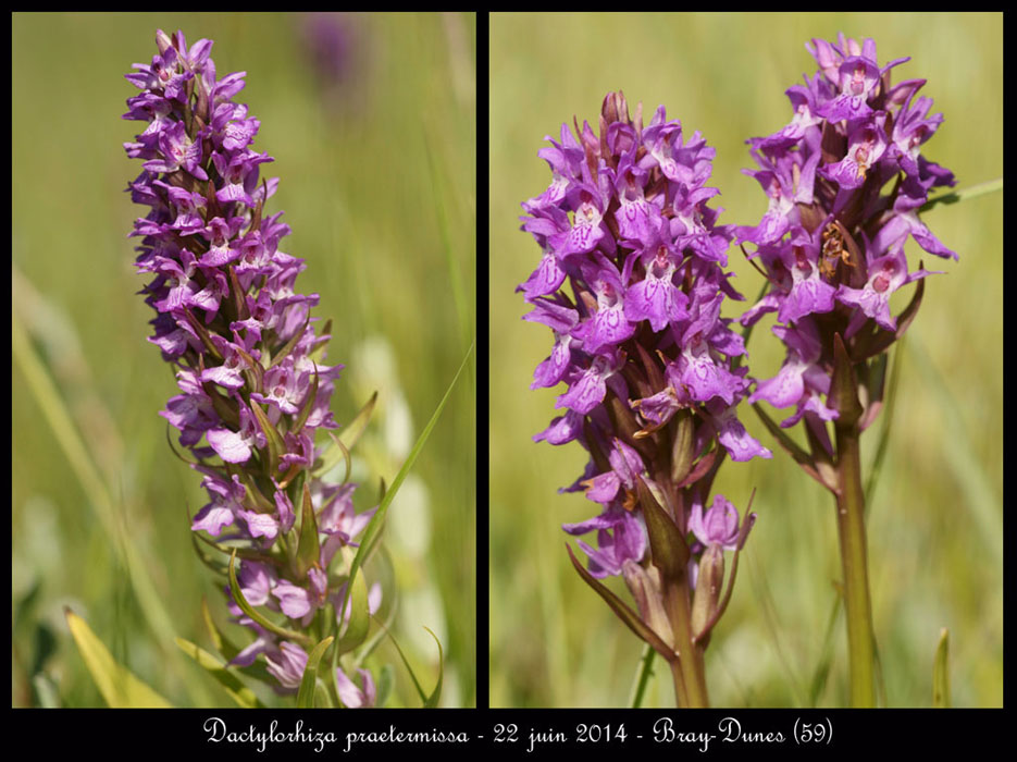 Dactylorhiza-praetermissa14