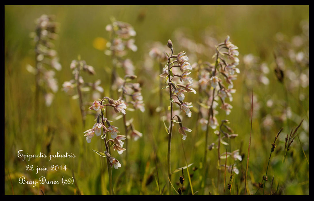 Epipactis-palustris4