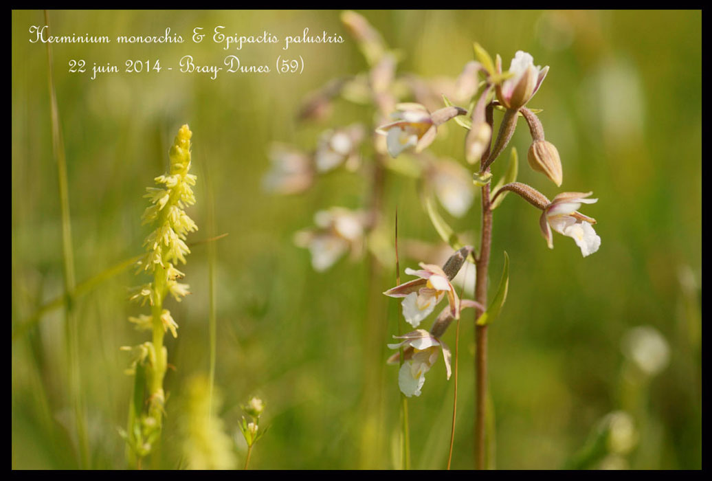 Herminium-monorchis-&-Epipactis-palustris2