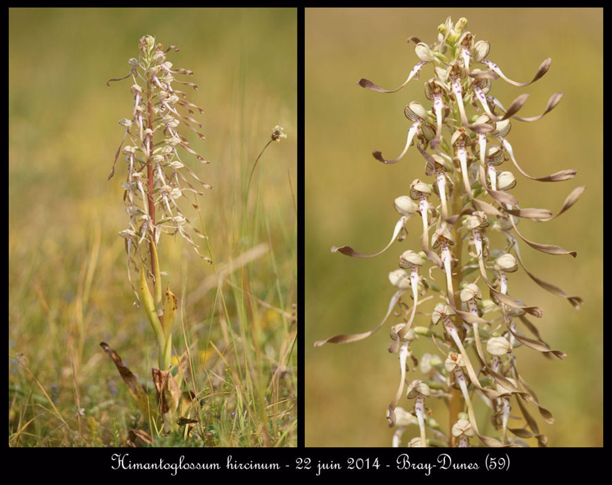 Himantoglossum-hircinum2