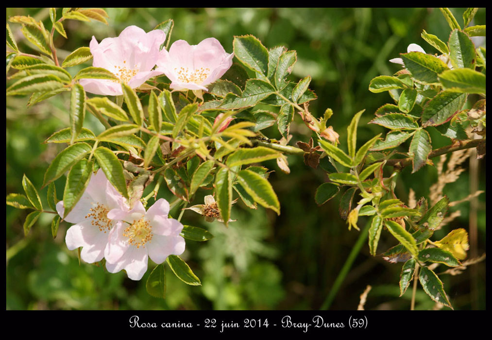 Rosa-canina