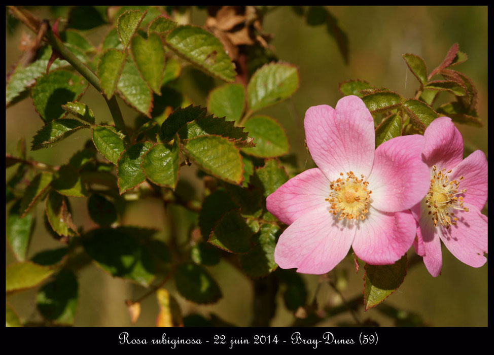 Rosa-rubiginosa2