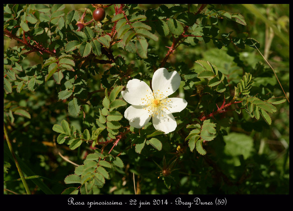 Rosa-spinosissima2